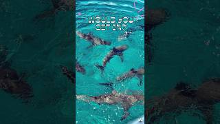Swimming with Sharks in the Bahamas! 🦈🌊 Epic Cruise Excursion Adventure!