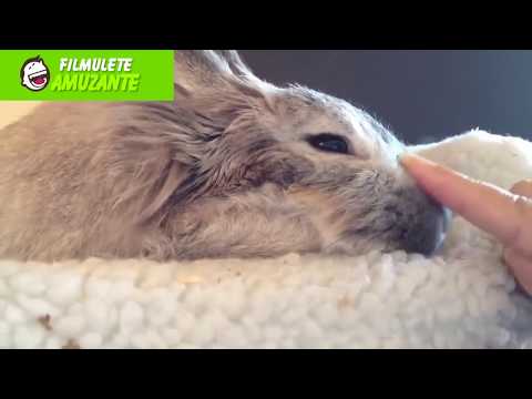 ► Filmulete amuzante cu animale - clipuri de ras cu cele mai haioase animale