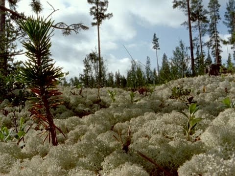 Lehrfilm: Taiga - Wald des Nordens - Einzelclip: Menschen nutzen die Taiga  Nachhilfe Download