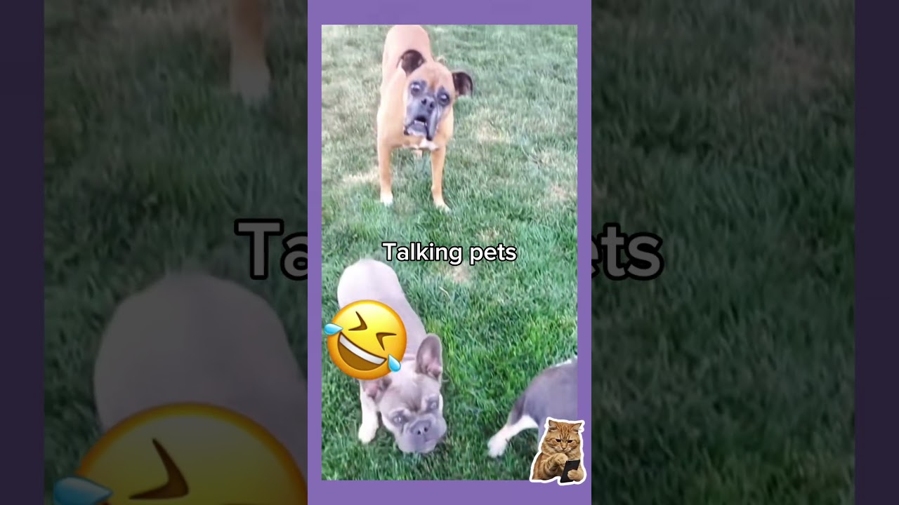 Talking Pets #stateofkansass #cat #funnycats #shortsfeed #funny #funnypets #pets #cutecat #softpaws