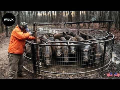 How Farmers Trap The Biggest Wild Boars Of The Year? | Wild Boar Hunt