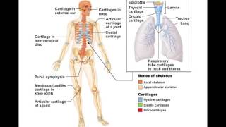 Skeletal Cartilage