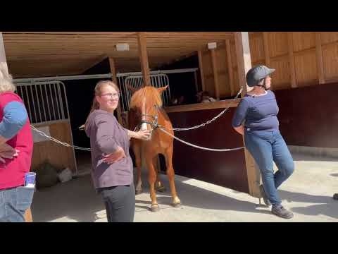 Hevosurheilu, hevoshuutokauppa, St Michel 2022, 15072022