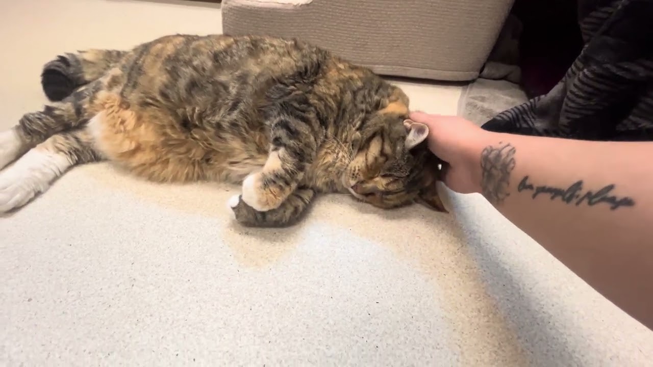 Enlarge Kiki, a Adoptable mixed breed in Springfield, MA video 4/4