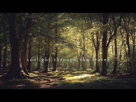 Sunlight through the leaves | Piano Playlist