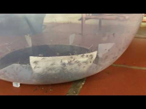 BG-Bowl in mosquito infested area in Cambodia