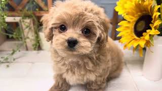 ハーフ犬の動画01