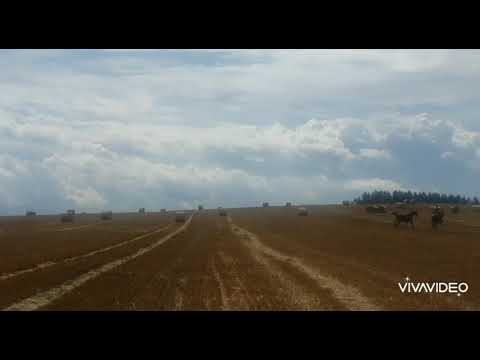 3j. Stute von Ben Benicio x San Amour