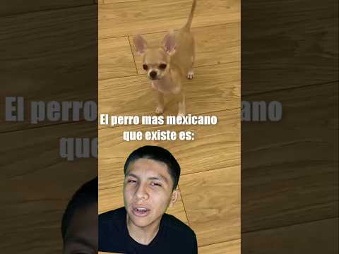 El perro mas mexicano es:🐕🇲🇽 #perros #sinuesoscar #humormexicano