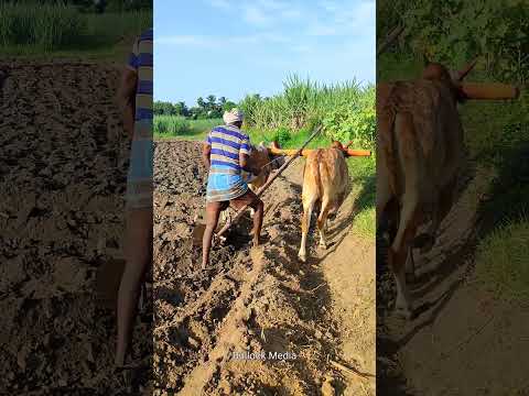 bull ploughing the field with bull | ploughing with bulls | bulls ploughing video | bullock media