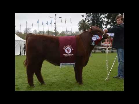 Gran Campeón Shorthorn - Expo Prado 2016 - Cabaña Bella Sombra
