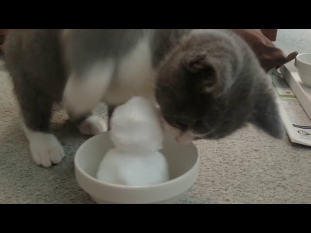 雪だるま という刺客