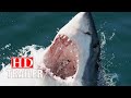 The Great White Official trailer (2021) HD