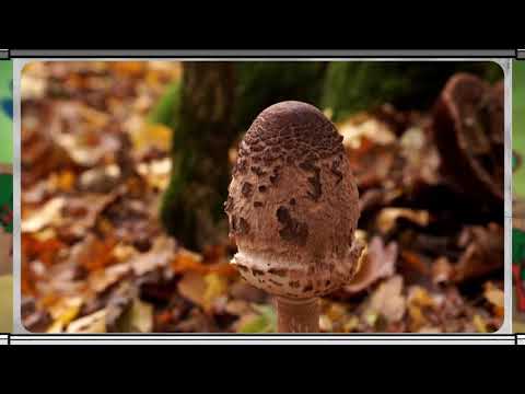 Erdő Ernő bácsi meséi - Milyen gombák vannak az erdőben?