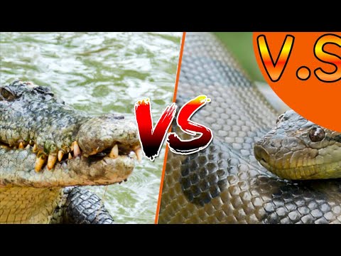 Green anaconda vs Saltwater Crocodile ~ watch to find out