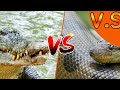 Green Anaconda Vs Saltwater Crocodile Watch To Find Out