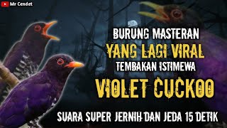 Download lagu NGERIII..!!!MASTERAN BURUNG TEMBAKAN ISTIMEWA 'VIOLET CUCKOO' !! mp3