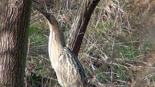 preview picture of video 'Bittern - 2014-02 - tewbirds @ Eyebrook'