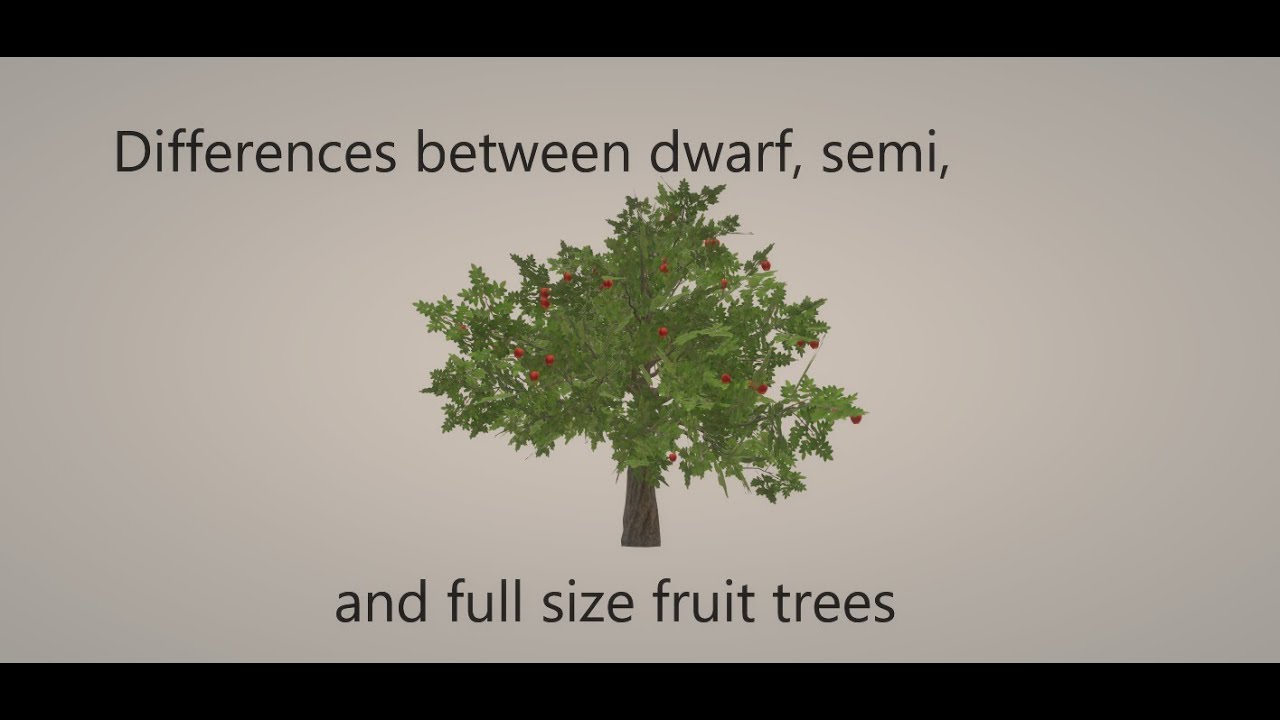 Why are semi dwarfs? Archive EN