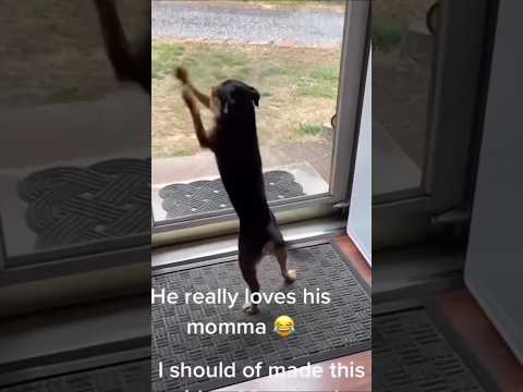 @subhendupoddar5133   #shorts #funnydogs #dog #animals