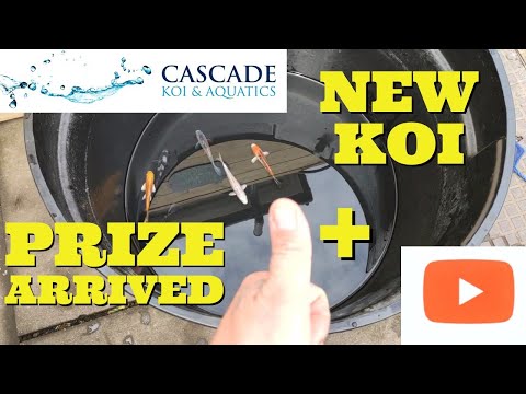 **ADDING NEW KOI TO THE GROW ON**CASCADE KOI**