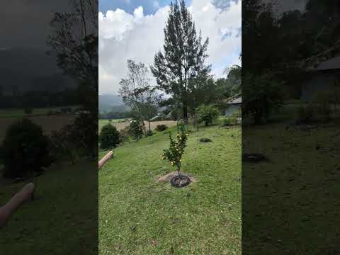 Sitio à venda em São Bonifácio SC