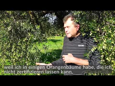 Wildwuxs Olivenöl Nr. 1 Sparta