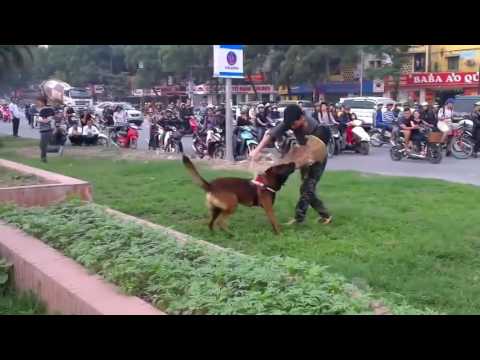 Chó nhà người ta Được con này làm vệ sĩ thì thôi rồi :))