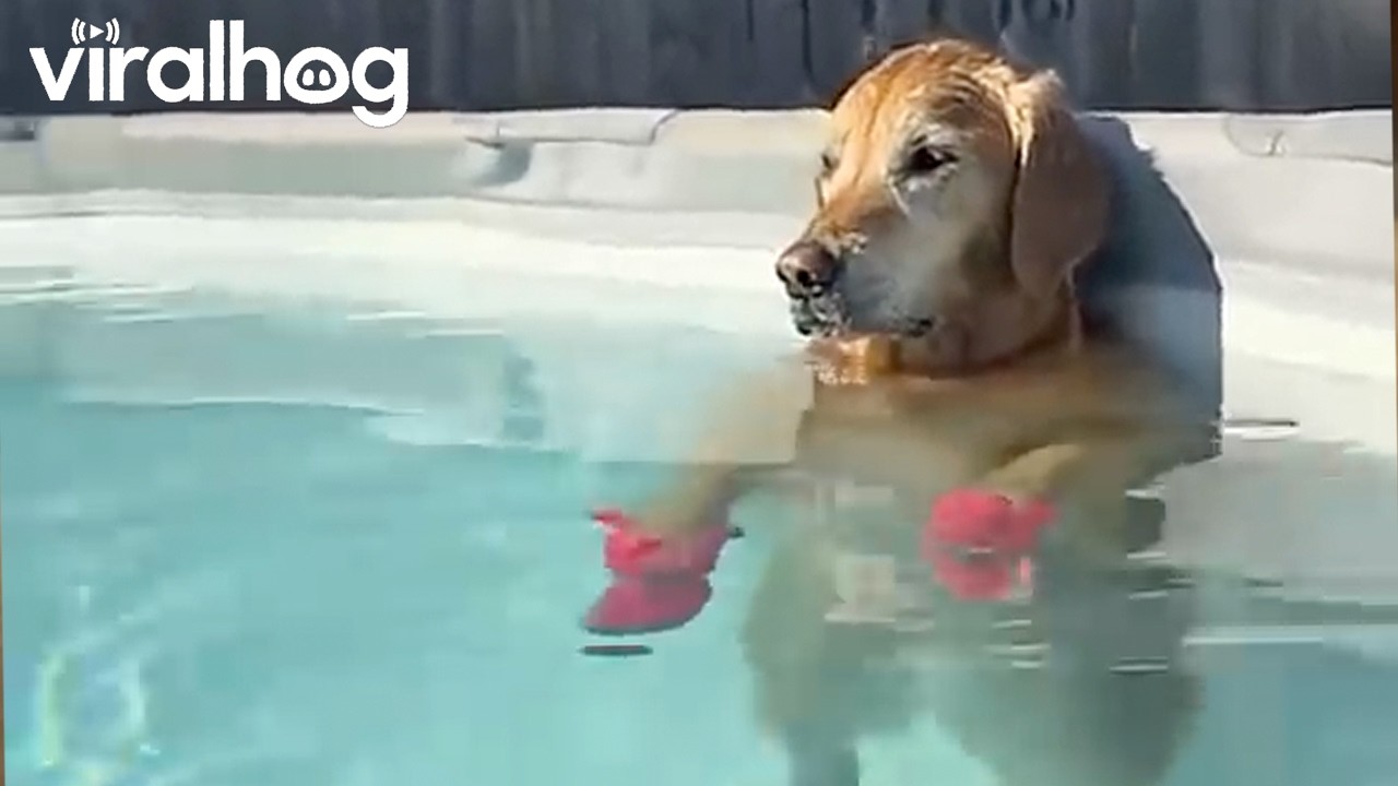Golden Retriever Relaxes in a Warm Pool || ViralHog