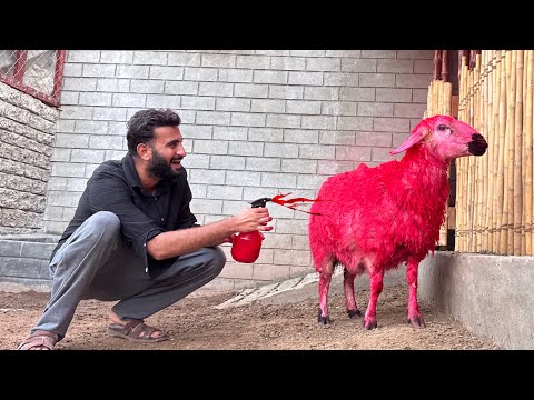 Dora Ko Pink kr Dia😍 Kbi Ksi Ny Pink Sheep Dekhi?😂