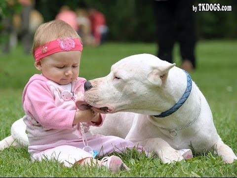 Dogo Argentino Dog Loving And Protecting Baby Compilation - Dog Loves Baby videos