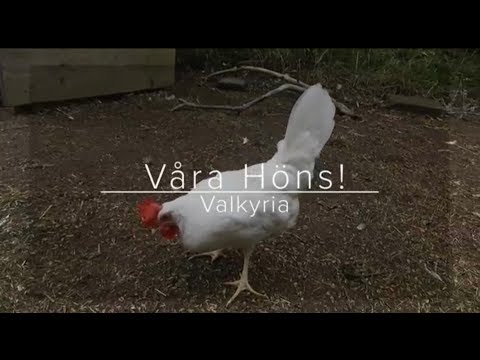 , title : 'Våra höns Valkyria!'