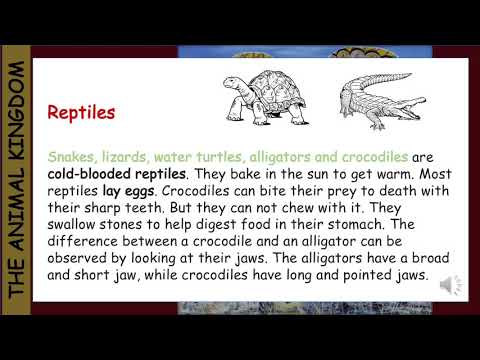 The Animal Kingdom Week 6