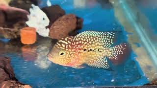 Thanh lý e Kamfa 1 ngón 350k cho ae về  tập chơi sdt Zalo 0938882816