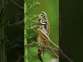 Crickets In The Woods Meme Cricket