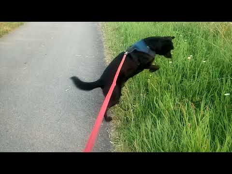 Labrador Bumi macht einen schnellen Satz von 2 meter am 14.8.21