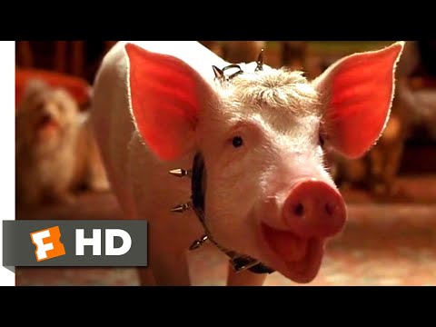 Babe: Pig in the City (1998) - The Birthday Song Scene (6/10) | Movieclips