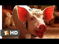Babe: Pig in the City (1998) - The Birthday Song Scene (6/10) | Movieclips