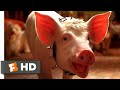 Babe Pig In The City 1998 The Birthday Song Scene 6 10 Movieclips