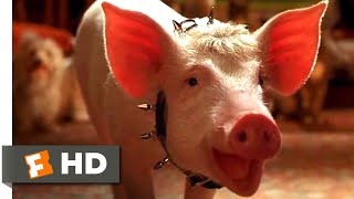 Babe: Pig in the City (1998) - The Birthday Song S