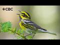 Why these birds need a new name