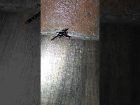 Escorpión de las montañas de Victoria del Portete, Ecuador