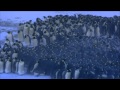 Emperor Penguins Huddle for Warmth | Nature on PBS