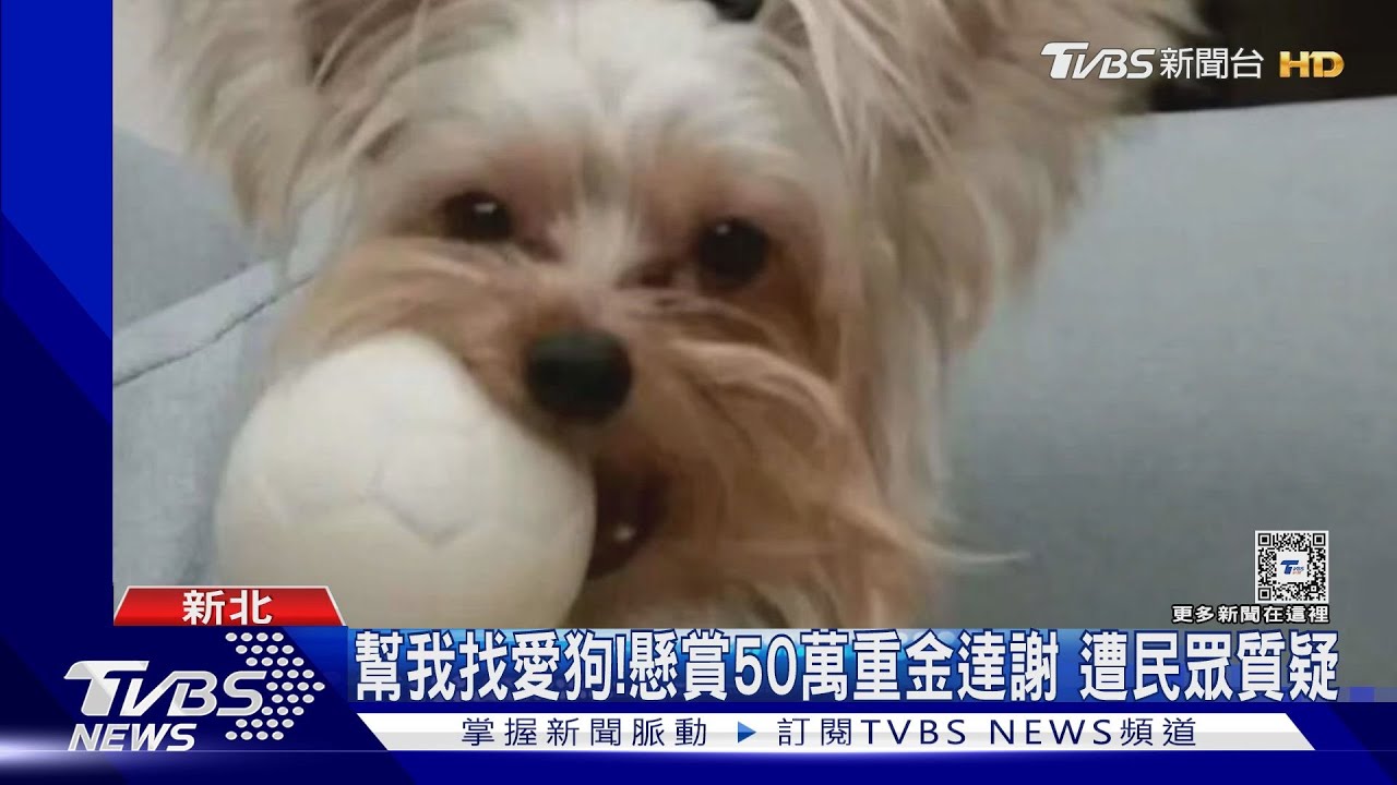 幫我找愛狗!懸賞50萬重金達謝 遭民眾質疑