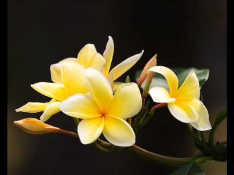 DJ Fono vs Malumu ni tobu - Rosi Ni Seda Rmx