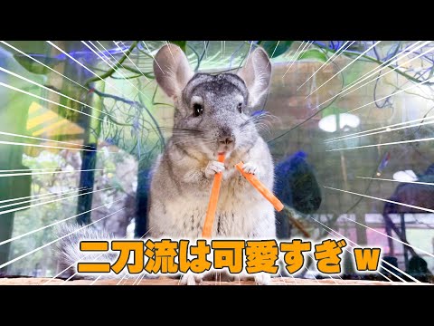 チンチラの餌