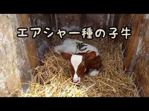 , title : 'エアシャーの子牛が生まれた！'