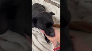 Video preview image #1 Chihuahua-Unknown Mix Puppy For Sale in Grafton, WI, USA