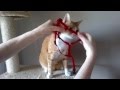 Oszi Felveszi A Hámot How To Put A Harness On A Cat