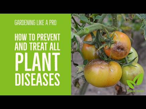 How to PREVENT and TREAT ANY PLANT DISEASE  to achieve 100% success - you have to watch full video